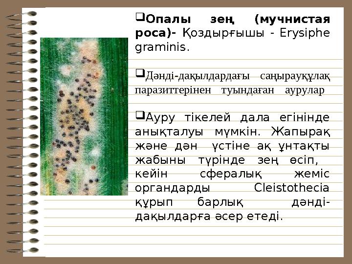  Опалы зең ( мучнистая роса)- Қоздырғышы - Erysiphe graminis.  Дәнді-дақылдардағы саңырауқұлақ паразиттерінен т