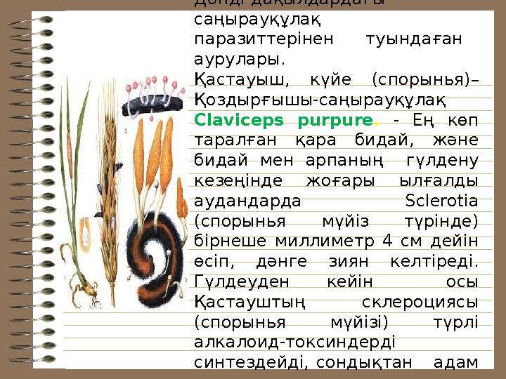 Спорынья Дәнді-дақылдардағы саңырауқұлақ паразиттерінен туындаған аурулары. Қастауыш, күйе ( спорынья)– Қоздырғышы-