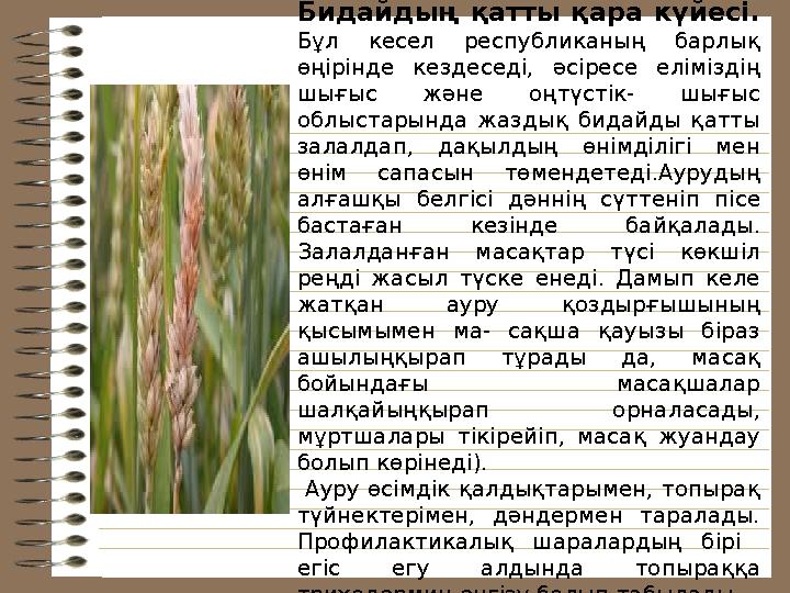 Бидайдың қатты қара күйесі. Бұл кесел республиканың барлық өңірінде кездеседі, əcipece еліміздің шығыс жəне оңтүст