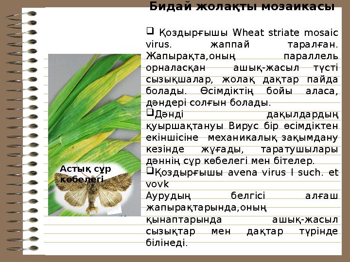 Бидай жолақты мозаикасы  Қоздырғышы Wheat striate mosaic virus . жаппай таралған. Жапырақта,оның параллель орналасқа