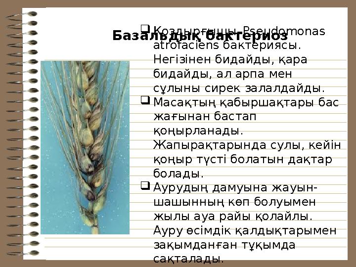 Базальдық бактериоз  Қоздырғышы–Pseudomonas atrofaciens бактериясы. Негізінен бидайды, қара бидайды, ал арпа мен сұлыны сир