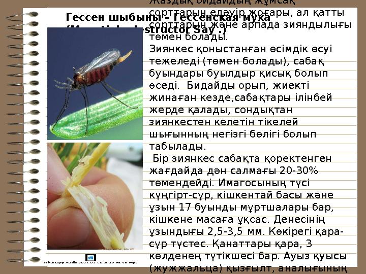 Гессен шыбыны – Гессенская муха (Mayetiola destructor Say .) Жаздық бидайдың жұмсақ сорттарын едәуір жоғары, ал қатты сорттар