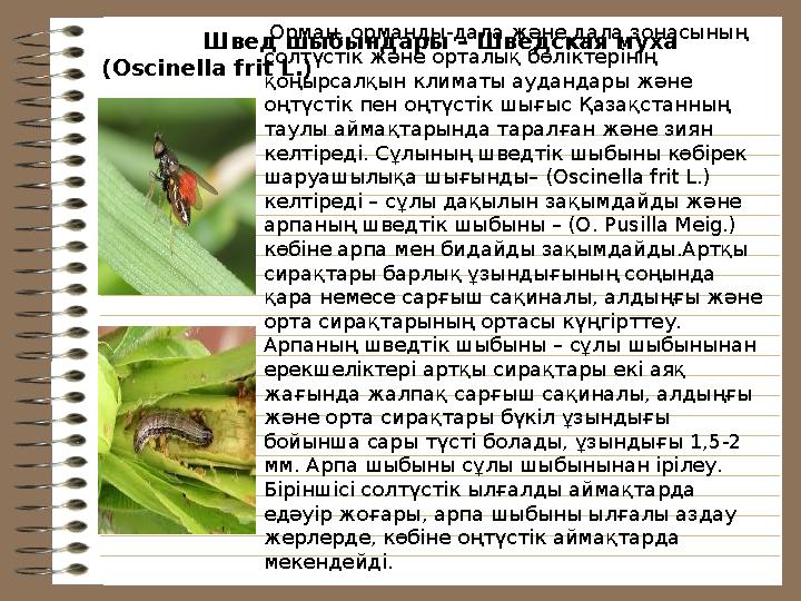 Швед шыбындары – Шведская муха (Oscinella frit L.) Орман, орманды-дала және дала зонасының солтүстік және орт