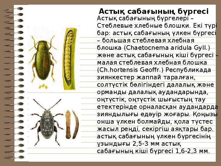 Астық сабағының бүргесі Астық сабағының бүргелері – Стеблевые хлебные блошки. Екі түрі бар: астық сабағының үлкен бүргесі – б