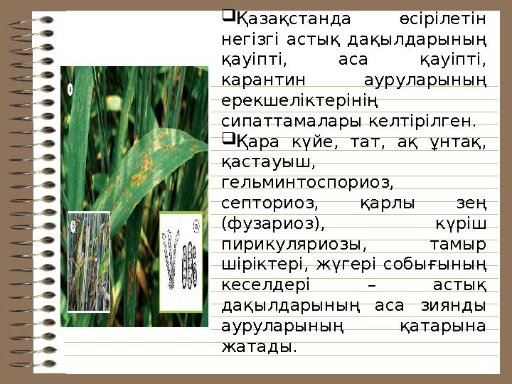  Қазақстанда өсірілетін негізгі астық дақылдарының қауіпті, аса қауіпті, карантин ауруларының ерекшеліктерінің сипат