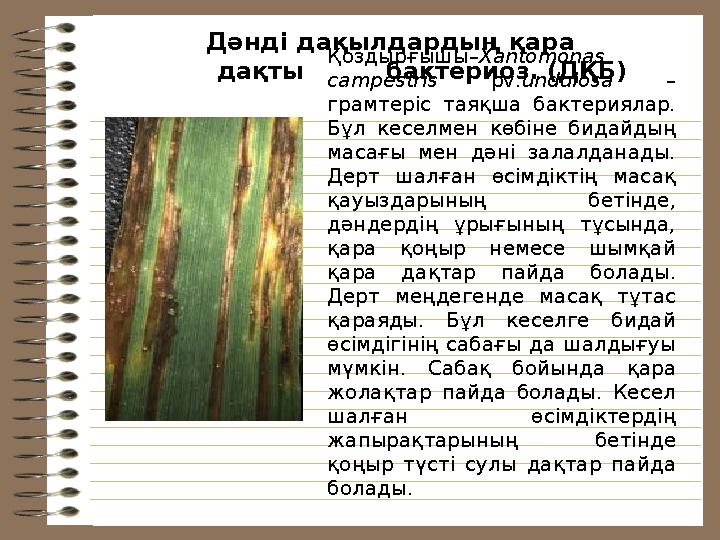 Қоздырғышы– Xantomonas campestris pv. undulosa – грамтеріс таяқша бактериялар. Бұл кеселмен көбіне бидайдың масағы ме