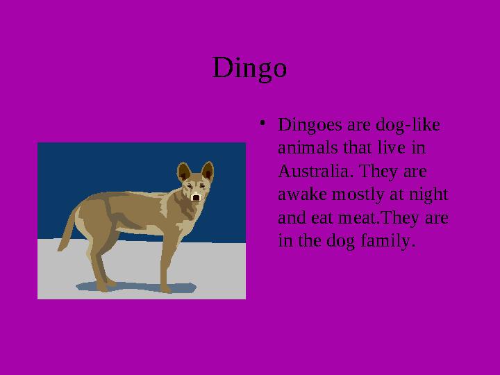 Dingo • Dingoes are dog-like animals that live in Australia. They are awake mostly at night and eat meat.They are in the do