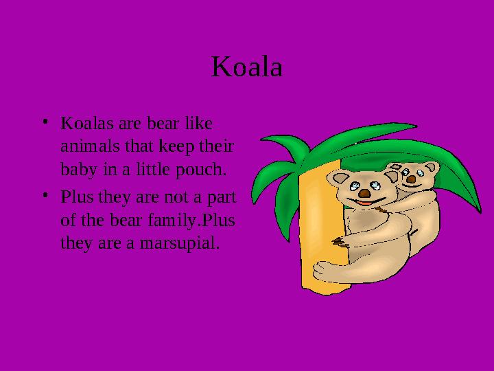 Koala • Koalas are bear like animals that keep their baby in a little pouch. • Plus they are not a part of the bear family.Pl