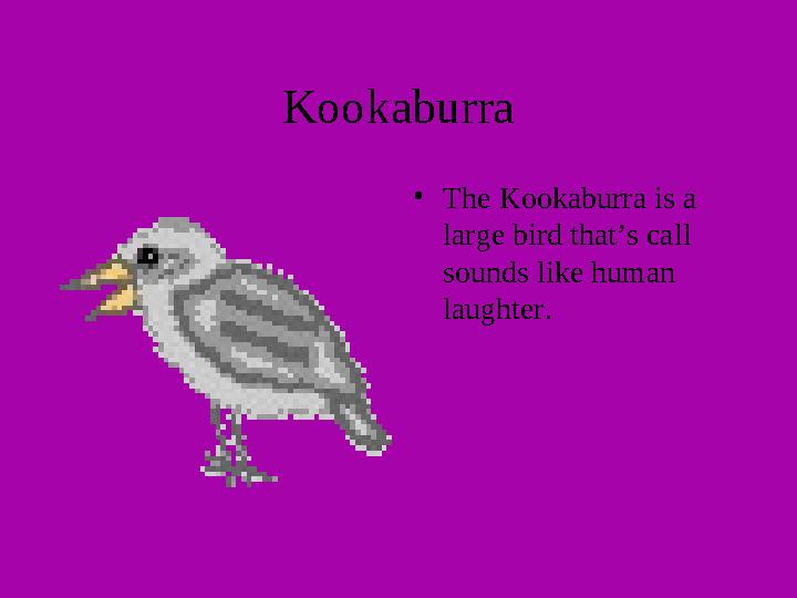 Kookaburra • The Kookaburra is a large bird that’s call sounds like human laughter.