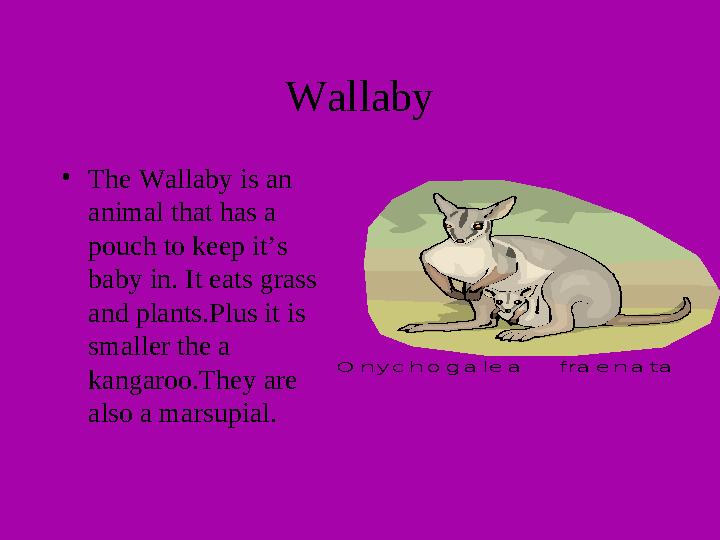 Wallaby • The Wallaby is an animal that has a pouch to keep it’s baby in. It eats grass and plants.Plus it is smaller the a