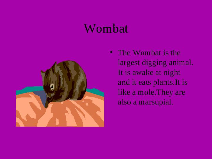 Wombat • The Wombat is the largest digging animal. It is awake at night and it eats plants.It is like a mole.They are also