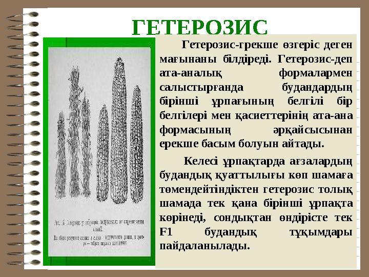 ГЕТЕРОЗИС Гетерозис-грекше өзгеріс деген мағынаны білдіреді. Гетерозис-деп ата-аналық формалармен салыстырғанд