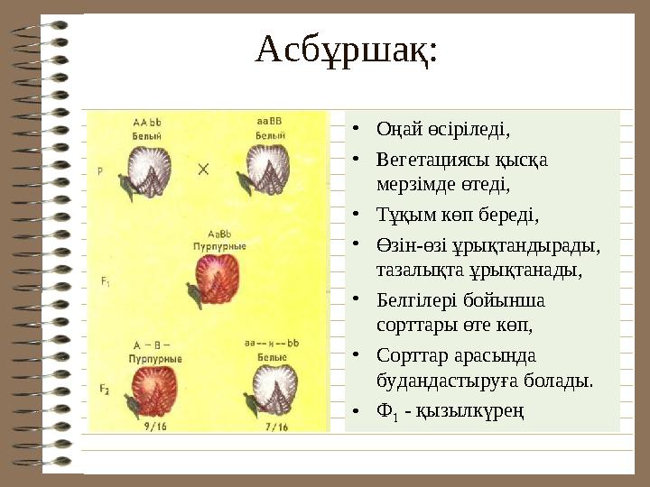 Асбұршақ: • Оңай өсіріледі, • Вегетациясы қысқа мерзімде өтеді, • Тұқым көп береді, • Өзін-өзі ұрықтандырады, тазалықта ұрықт