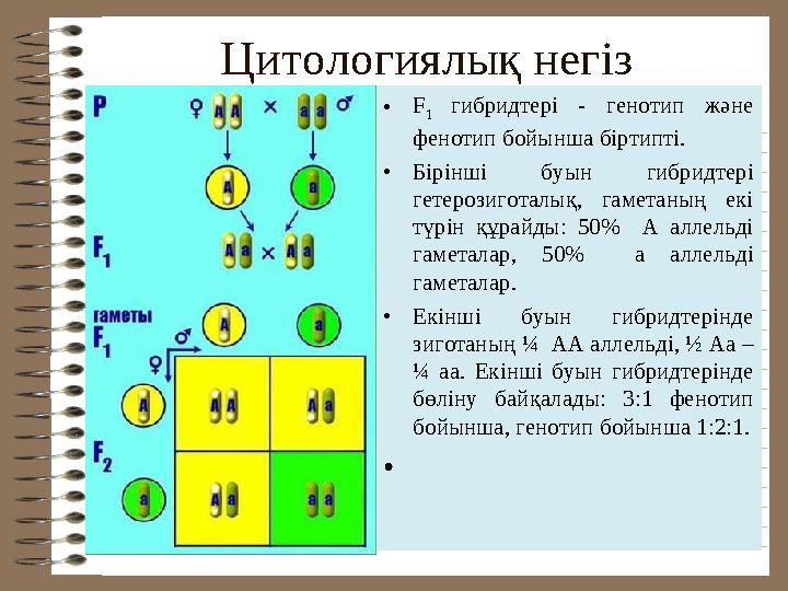 Цитологиялық негіз • F 1 гибридтері - генотип және фенотип бойынша біртипті. • Бірінші буын гибридтері гетерозиготалық,