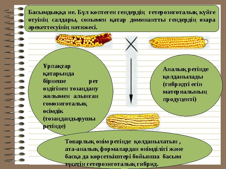 Басымдыққа ие. Бұл көптеген гендердің гетерозиготалық күйге өтуінің салдары, сонымен қатар доминантты гендердің өзара ә