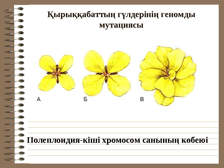 Қырыққабаттың гүлдерінің геномды мутациясы Полеплоидия-кіші хромосом санының көбеюі