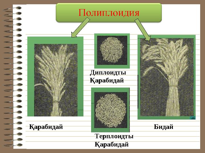Диплоидты Қарабидай Бидай Терплоидты ҚарабидайҚарабидай