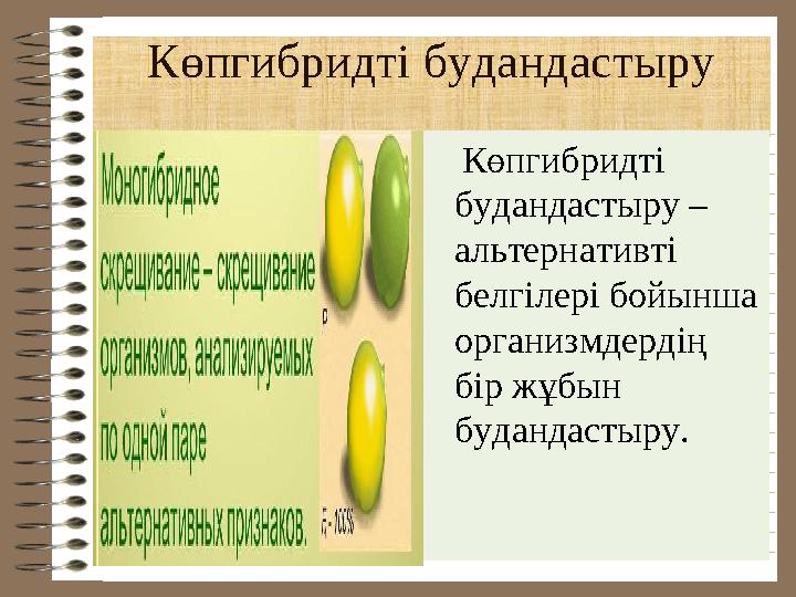 Көпгибридті будандастыру Көпгибридті будандастыру – альтернативті белгілері бойынша организмдердің бір жұбын буданда