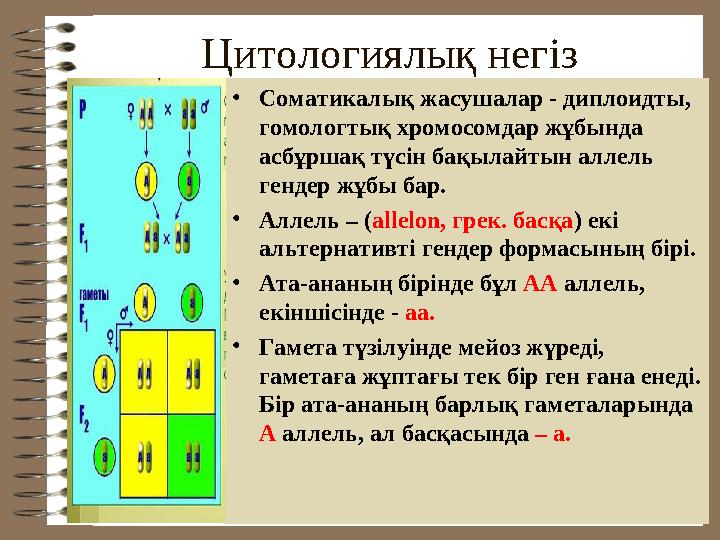 Цитологиялық негіз • Соматикалық жасушалар - диплоидты, гомологтық хромосомдар жұбында асбұршақ түсін бақылайтын аллель генде