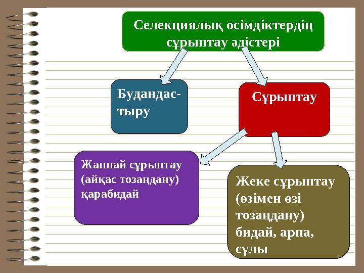 Жаппай сұрыптау (айқас тозаңдану) қарабидай Будандас- тыру Жеке сұрыптау (өзімен өзі тозаңдану) бидай, арпа, сұлы Сұрыпт