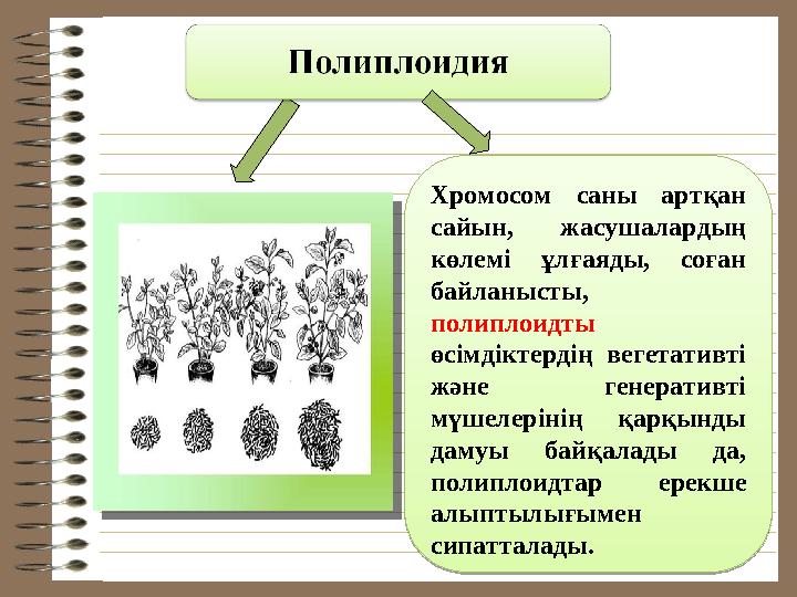 Хромосом саны артқан сайын, жасушалардың көлемі ұлғаяды, соған байланысты, полиплоидты өсімдіктердің вегетативті ж