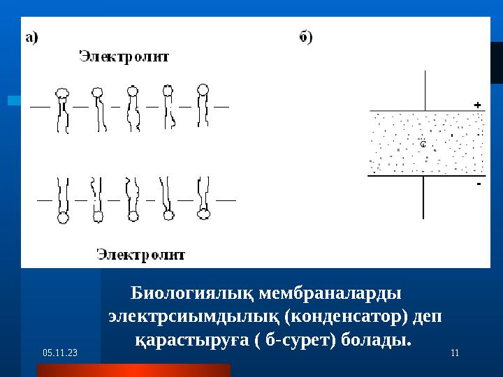05.11.23 11Биологиялық мембраналарды электрсиымдылық (конденсатор) деп қарастыруға ( б-сурет) болады.