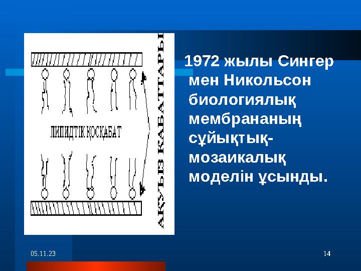 05.11.23 14 1972 жылы Сингер мен Никольсон биологиялық мембрананың сұйықтық- мозаикалық моделін ұсынды.
