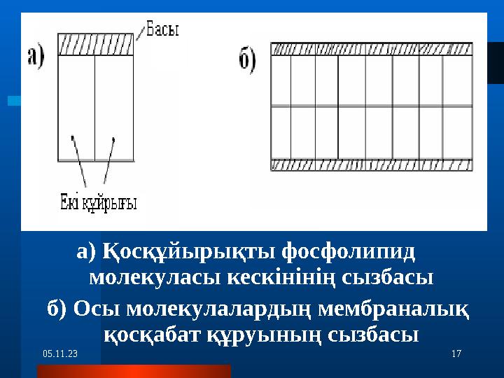 05.11.23 17а) Қосқұйырықты фосфолипид молекуласы кескінінің сызбасы б) Осы молекулалардың мембраналық қосқабат құруының с