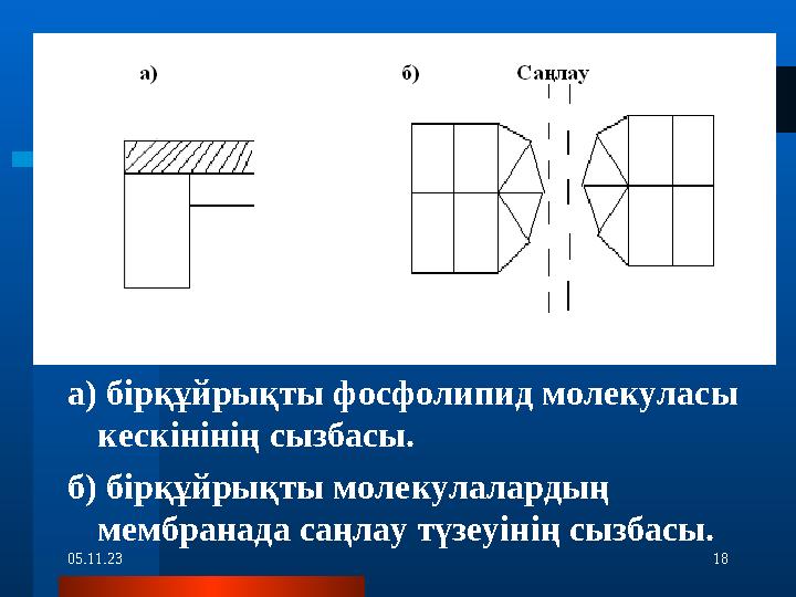 05.11.23 18а) бірқұйрықты фосфолипид молекуласы кескінінің сызбасы. б) бірқұйрықты молекулалардың мембранада саңлау түзеуінің