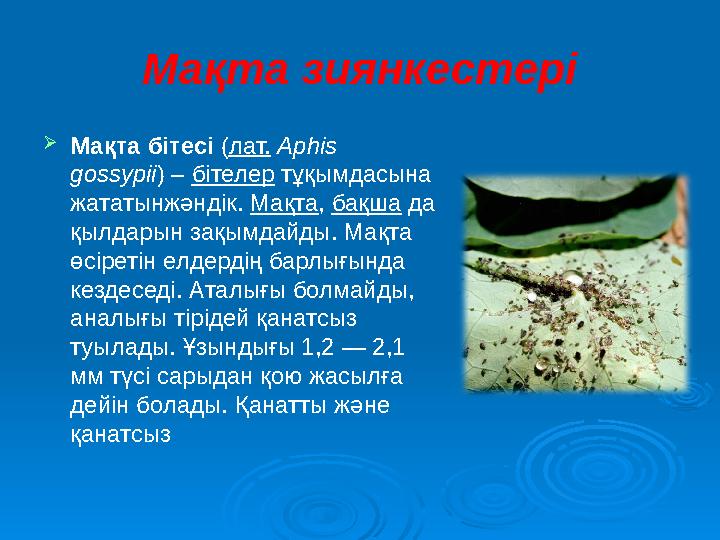 Мақта зиянкестері  Мақта бітесі ( лат. Aphis gossypii ) – бітелер тұқымдасына жататынжәндік. Мақта , бақша да қылдары