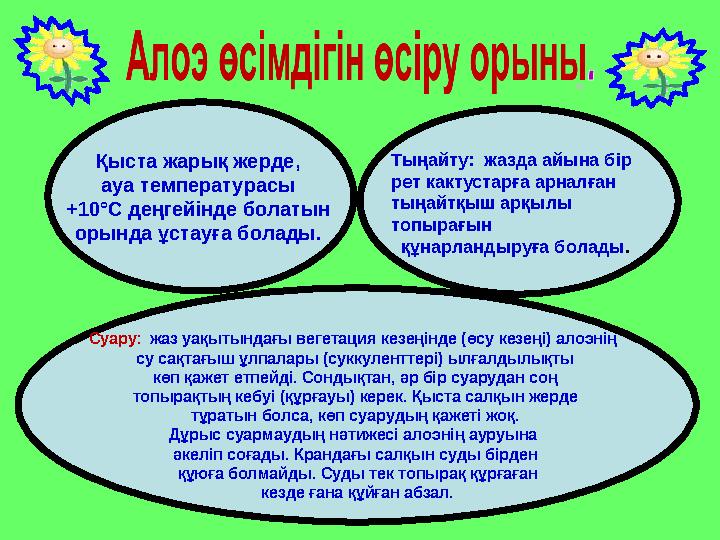 Қыста жарық жерде, ауа температ урасы +10°C деңгейінде болатын орында ұстауға болады. Суару : ж аз уақытындағы вегетация к