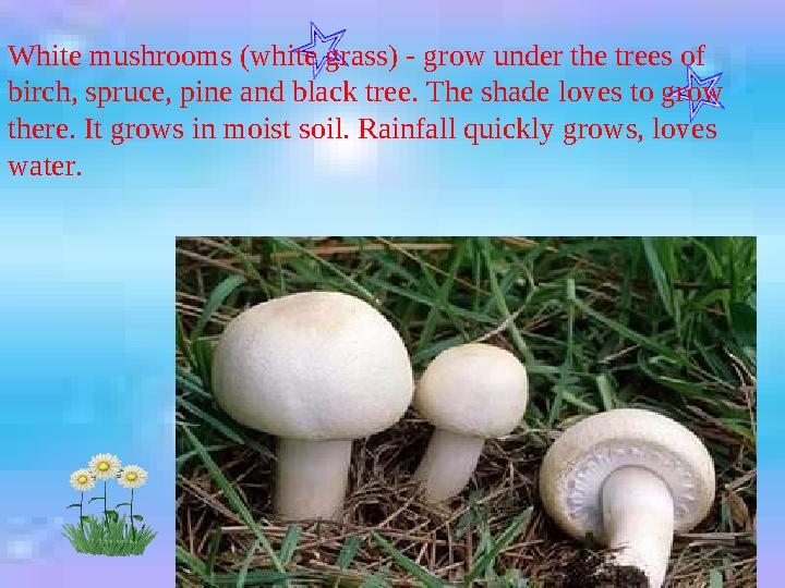 White mushrooms (white grass) - grow under the trees of birch, spruce, pine and black tree. The shade loves to grow there. It