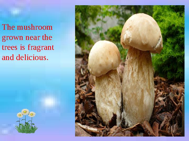 The mushroom grown near the trees is fragrant and delicious.