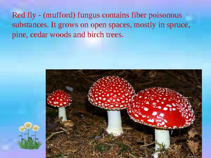 Red fly - (mufford) fungus contains fiber poisonous substances. It grows on open spaces, mostly in spruce, pine, cedar woods a