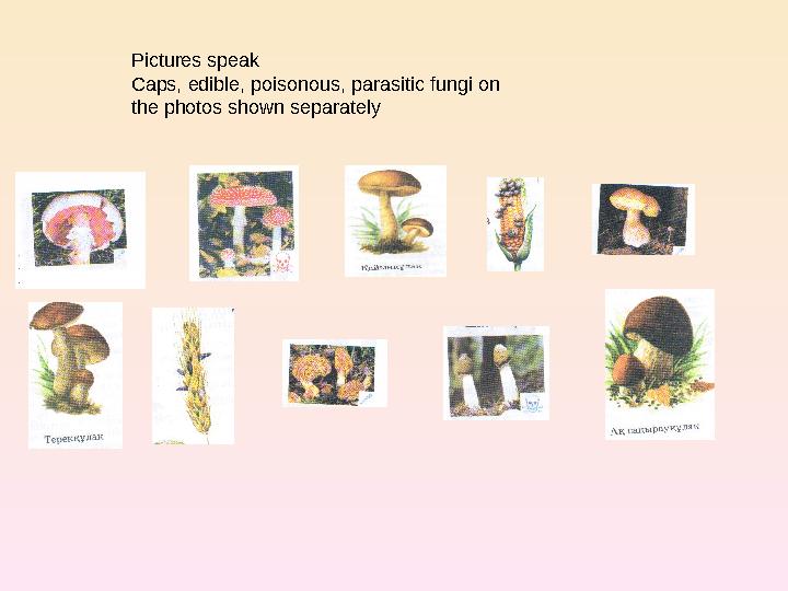 Pictures speak Caps, edible, poisonous, parasitic fungi on the photos shown separately