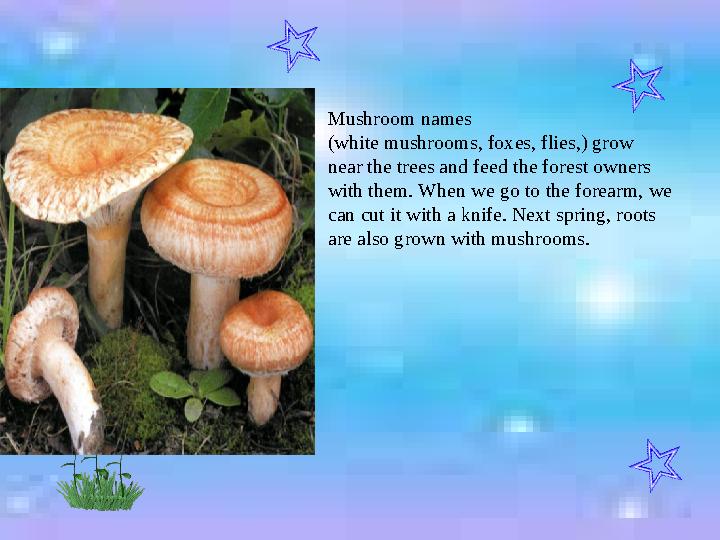 Mushroom names (white mushrooms, foxes, flies,) grow near the trees and feed the forest owners with them. When we go to