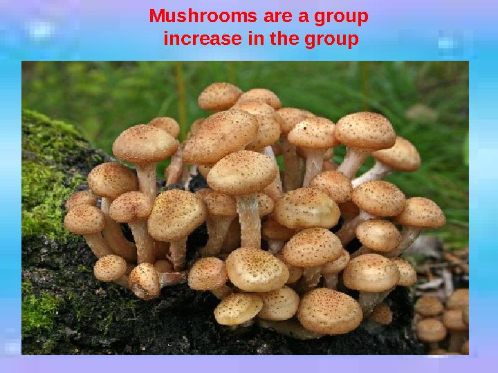 Mushrooms are a group increase in the group