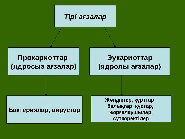 Тірі ағзалар Прокариоттар (ядросыз ағзалар) Эукариоттар (ядролы ағзалар) Бактериялар, вирустар Жәндіктер, құрттар, балықтар, қ