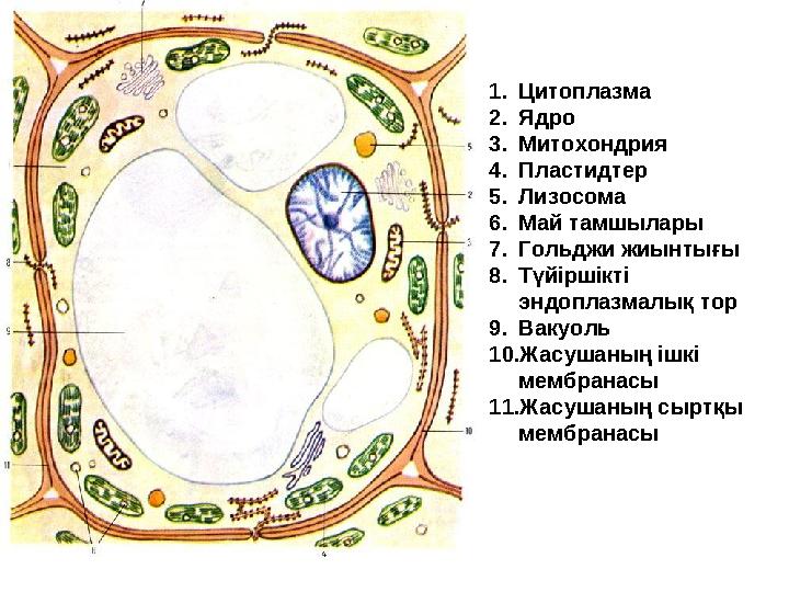 1. Цитоплазма 2. Ядро 3. Митохондрия 4. Пластидтер 5. Лизосома 6. Май тамшылары 7. Гольджи жиынтығы 8. Түйіршікті эндоплазмалық