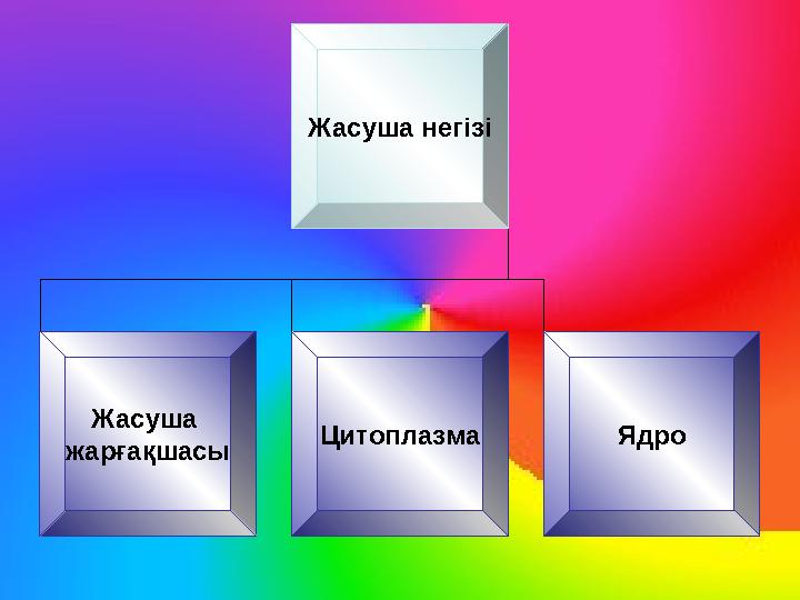 Жасуша негізі Жасуша жарғақшасы Цитоплазма Ядро