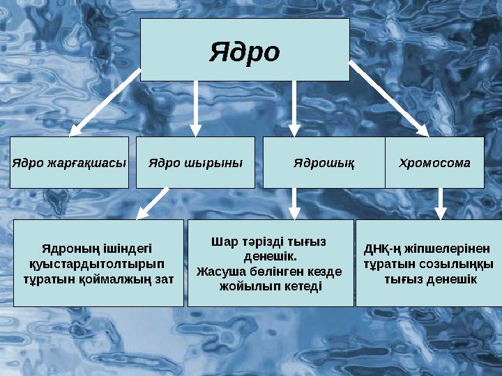 Ядро Ядро шырыныЯдро жарғақшасы Ядрошық Хромосома Ядроның ішіндегі қуыстардытолтырып тұратын қоймалжың зат Шар тәрізді тығыз