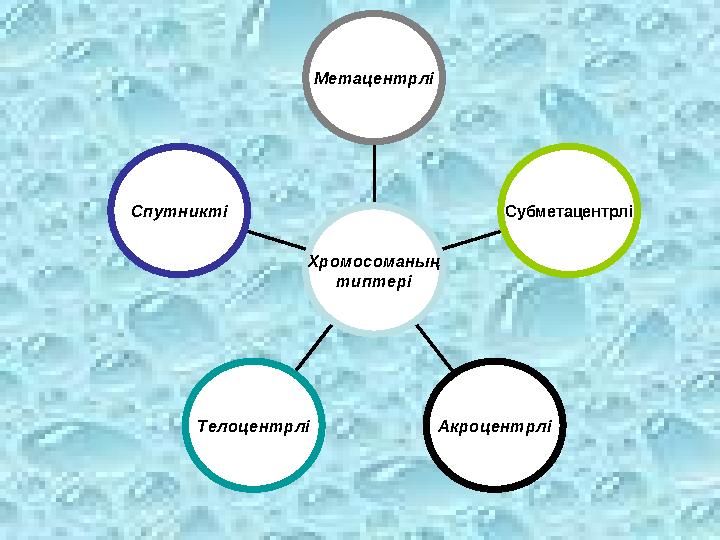 Спутникті Телоцентрлі Акроцентрлі СубметацентрліМетацентрлі Хромосоманың типтері