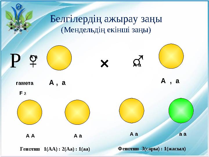 Белгілердің ажырау заңы (Мендельдің екінші заңы) ×♀ ♂ гамета А а А а F 2 А , а А , а А А А а А а а аР Фенотип 3(сары) : 1(ж