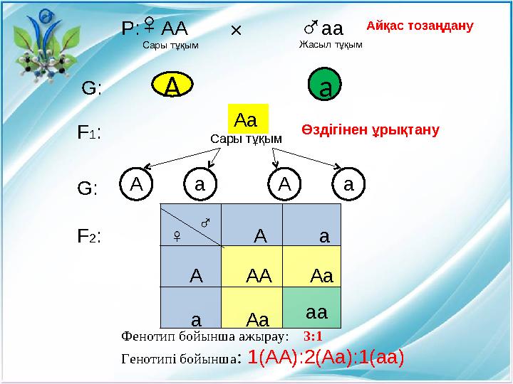 аА а♀ ♂ АА аа А a× Сары тұқым Жасыл тұқымР: G : F 1 : Сары тұқым F 2 : Өздігінен ұрықтану А Аа АА а а АА аа А a А a♀ ♂ G :