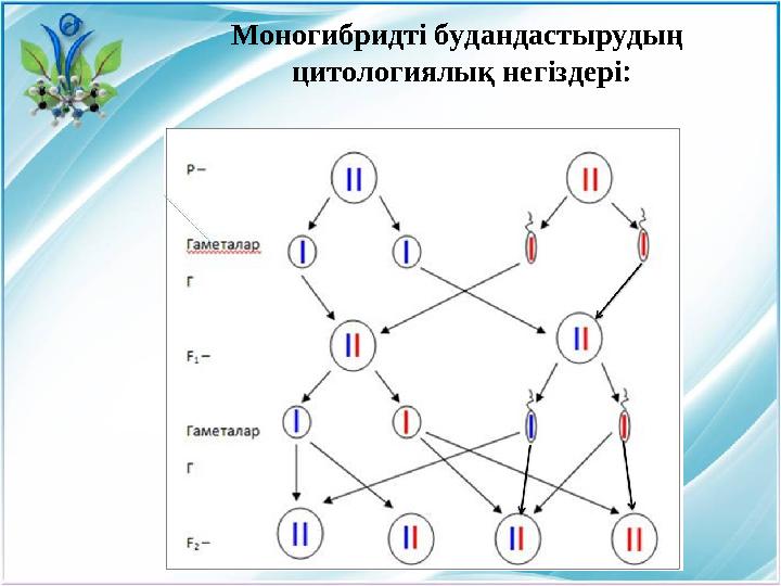 Моногибридті будандастырудың цитологиялық негіздері :