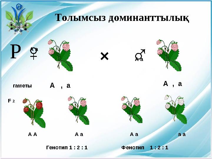 Толымсыз доминанттылық ×♀ ♂ гаметы А а А а F 2 А , а А , а А А А а А а а аР Фенотип 1 : 2 : 1Генотип 1 : 2 : 1