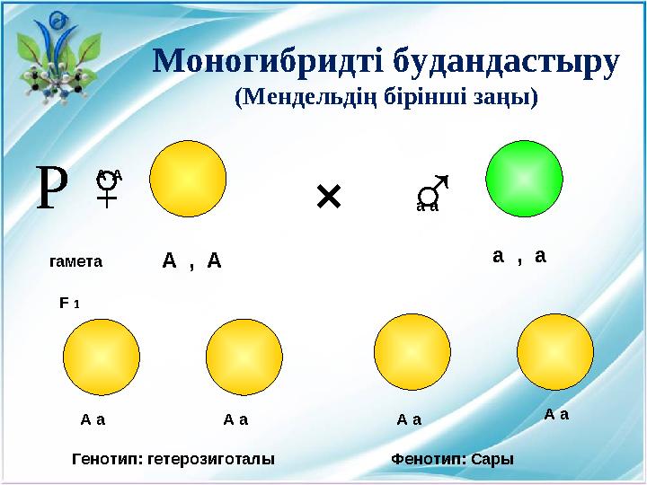 Моногибридті будандастыру (Мендельдің бірінші заңы) ×♀ ♂ гамета А А а а F 1 А , А а , а А а А а А а А аР Фенотип: СарыГенот