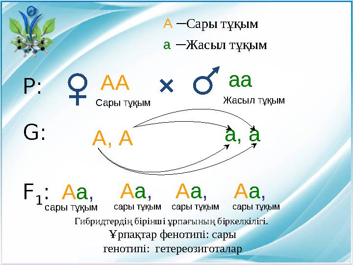 А – Сары тұқым а – Жасыл тұқым сары тұқым а, аР: АА аа Сары тұқым Жасыл тұқым G : А, А F 1 : А а , А а , А а , А а ,