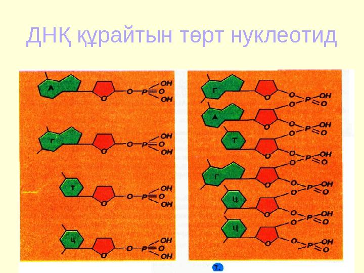 ДНҚ құрайтын төрт нуклеотид