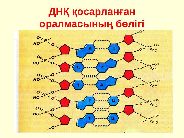 ДНҚ қосарланған оралмасының бөлігі